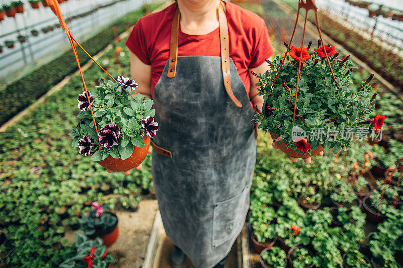 女人拿着美丽的花在温室里