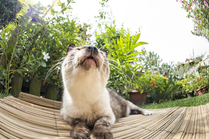 长着胡须的暹罗猫，抬头看，嘴巴张开