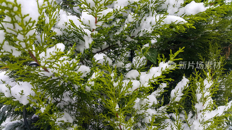 松树枝上的雪