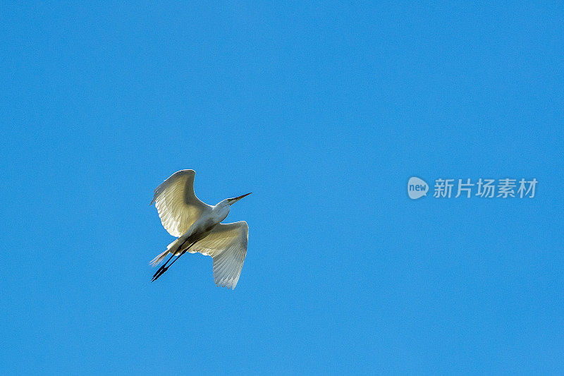 埃尔霍恩沼泽筑巢区上空飞行中的大白鹭