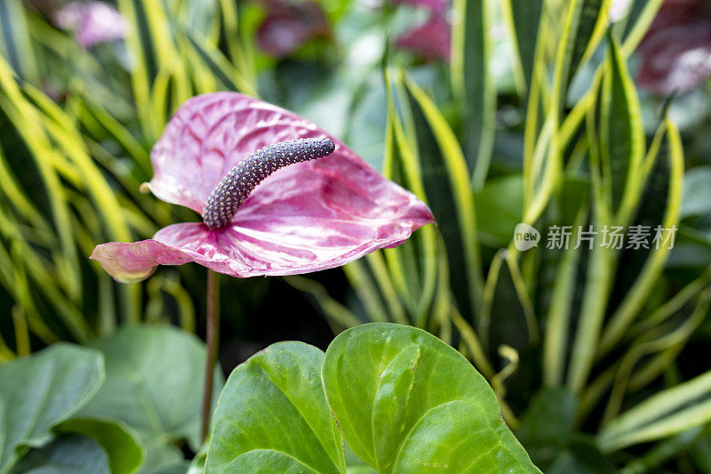 花烛属植物