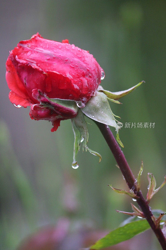 鲜花红玫瑰与水滴生长在花园雨露，芳香的红玫瑰灌木花蕾，花瓣与模糊的园艺背景，浪漫的束玫瑰花瓶，情人节，插花，婚礼花束