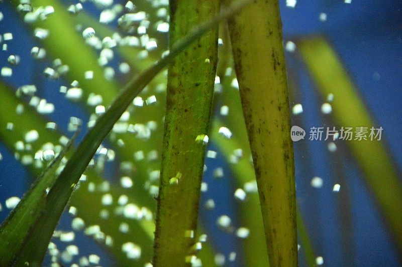 水族馆里的植物和气泡