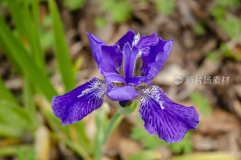 须紫鸢尾，早春的花和花