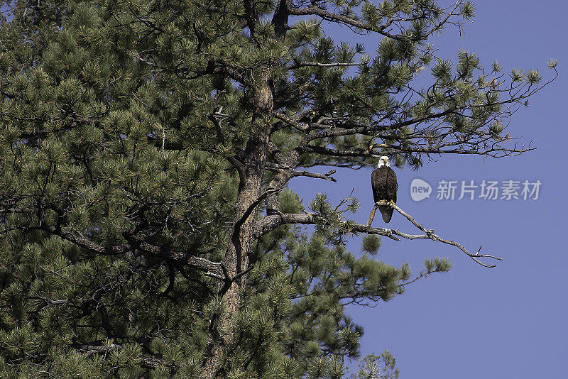 秃鹰与新生小鹰配对