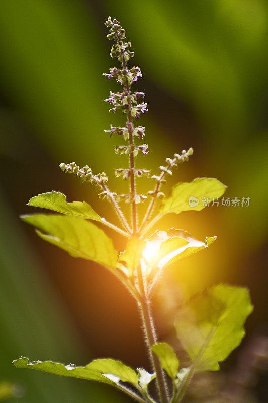 Tulasi植物