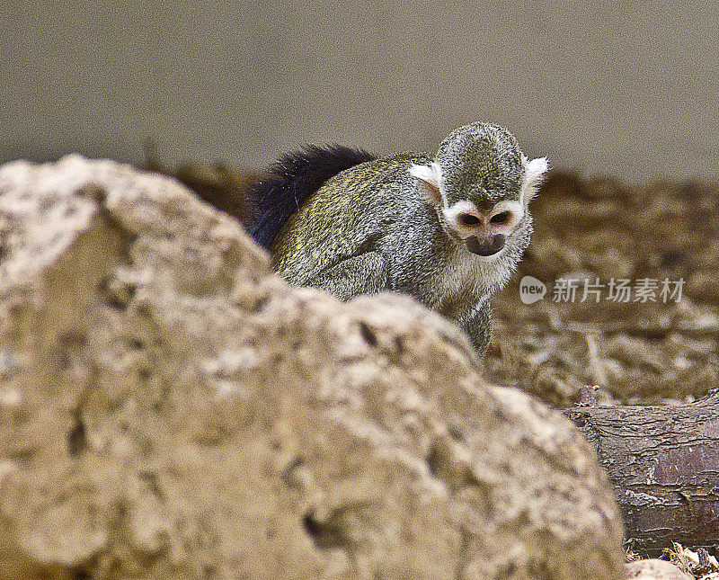 松鼠猴