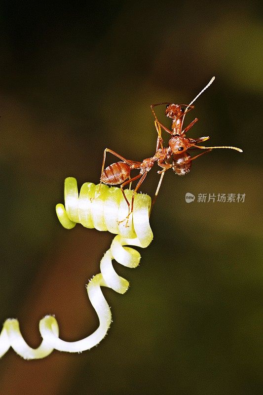 2蚂蚁爬在藤蔓上。