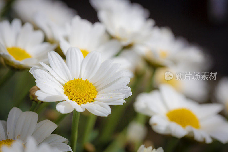 特写玛格丽特的花