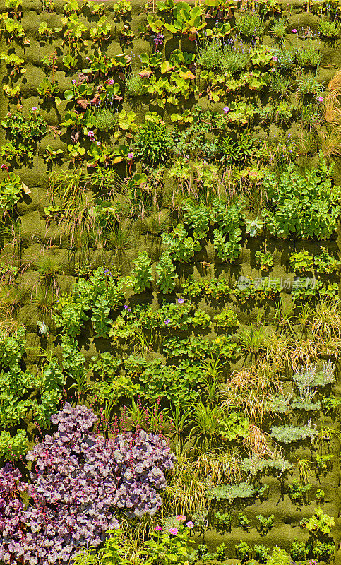 花卉和植物生长在垂直绿化系统绿墙