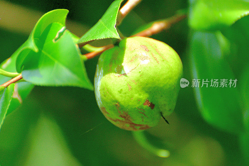 日本茶花的果实