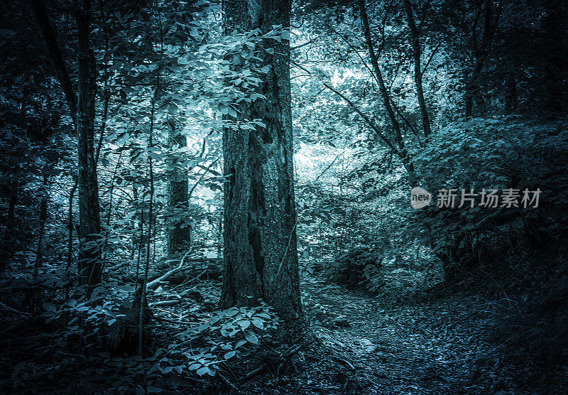 魔法蓝绿色森林-软焦点