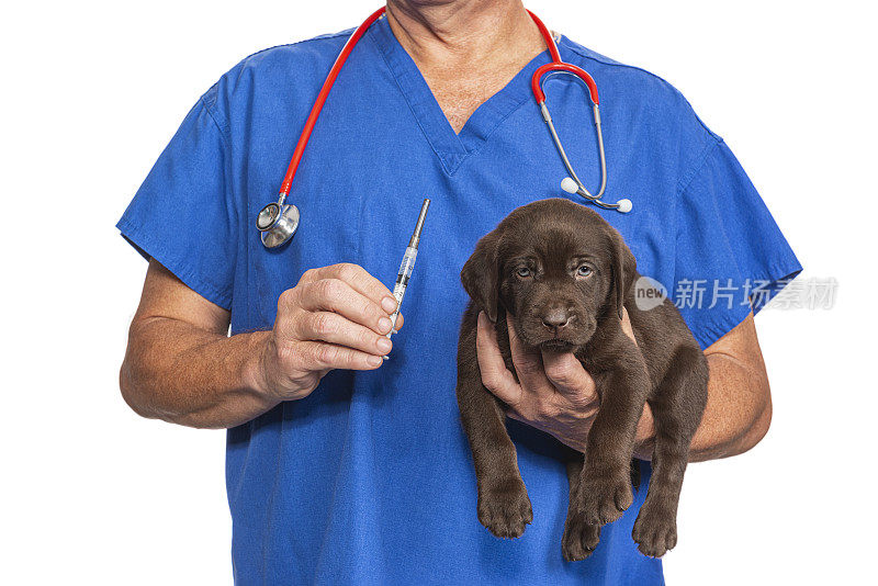 雄性兽医为一只8周大的巧克力色拉布拉多小狗注射疫苗