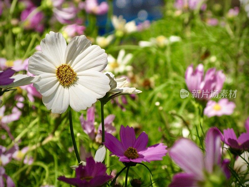 粉红色，紫色和白色的宇宙花在一个花园