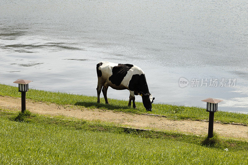 努瓦拉埃利亚的牛