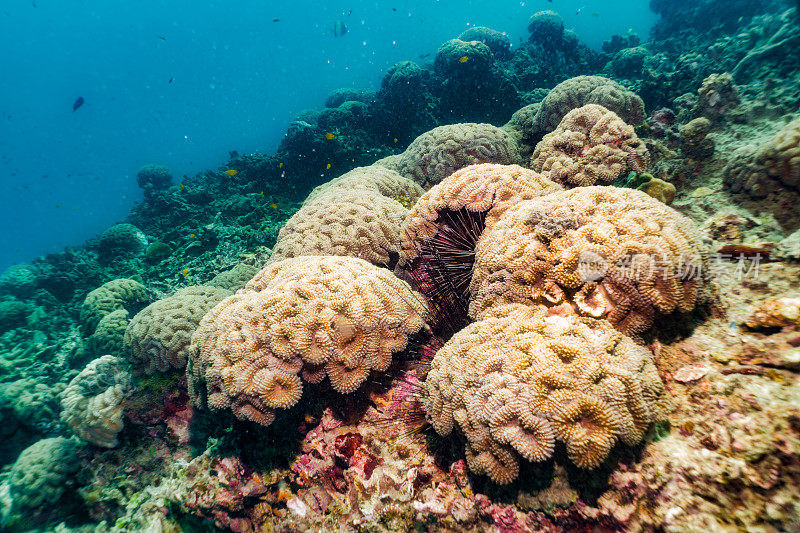 生长在水下珊瑚礁上的脑珊瑚
