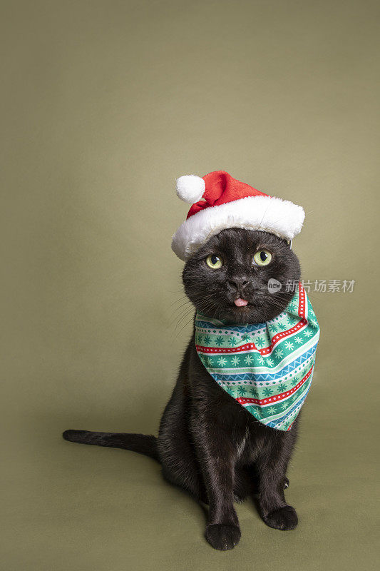 戴着圣诞帽的猫做鬼脸