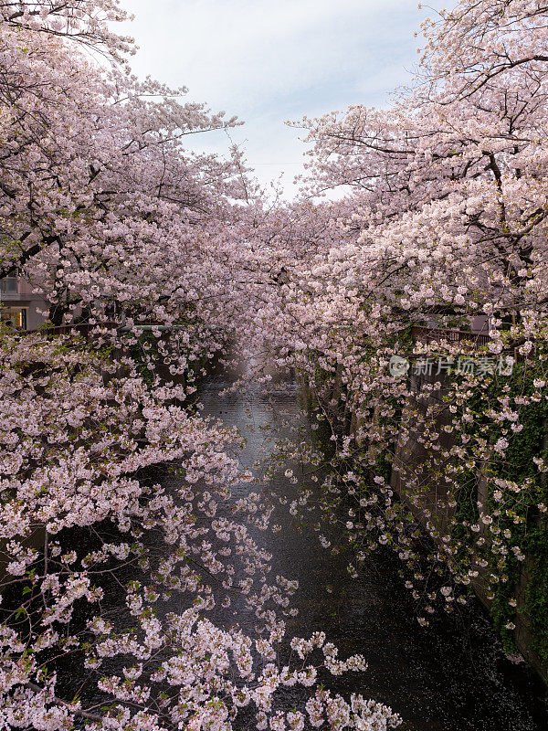 目黑河樱花盛开