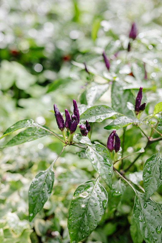 紫辣椒植物