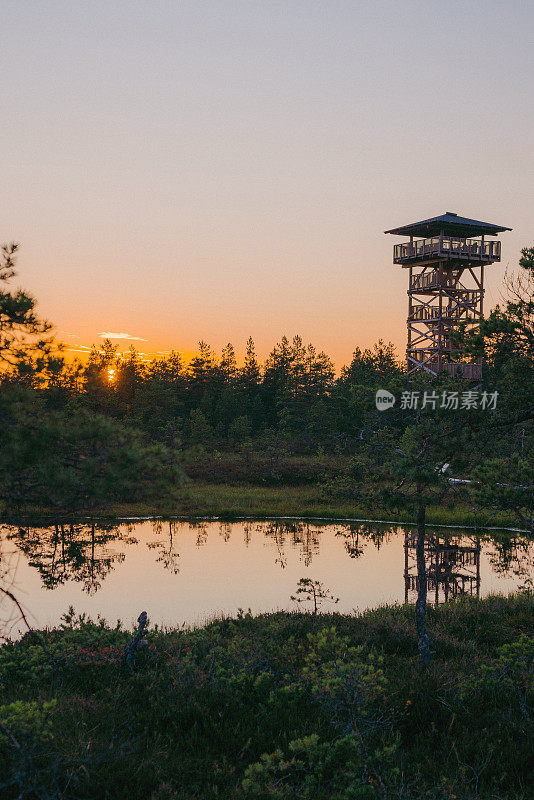 爱沙尼亚沼泽的风景