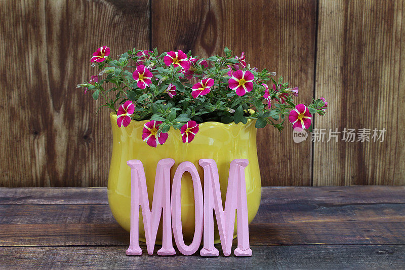 黄色花盆里的迷你牵牛花，前面写着“妈妈”。