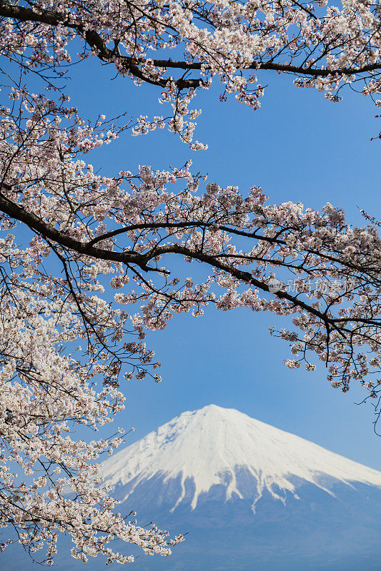 穿过樱花树的富士山