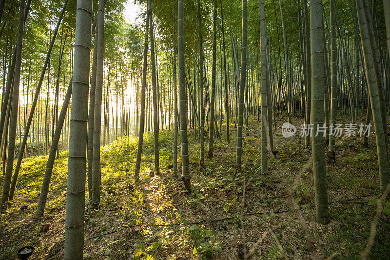 京都竹林