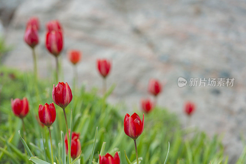 红色郁金香花圃