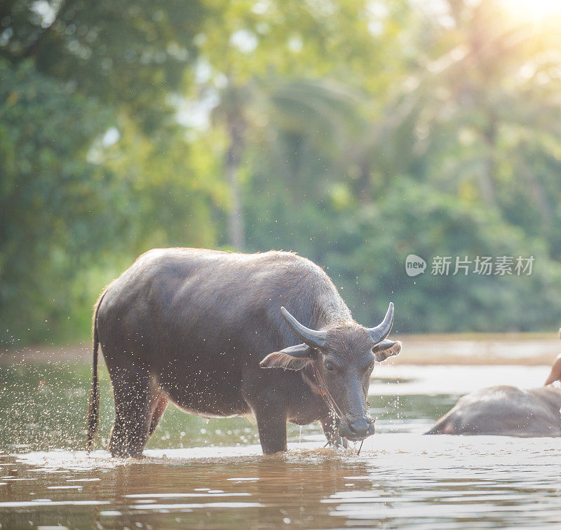 泰国北部的泰国水牛