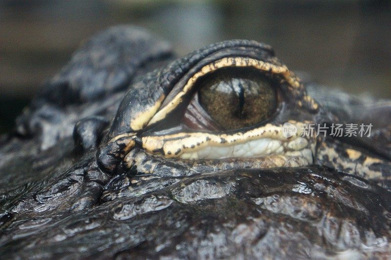 大鳄鱼的眼睛