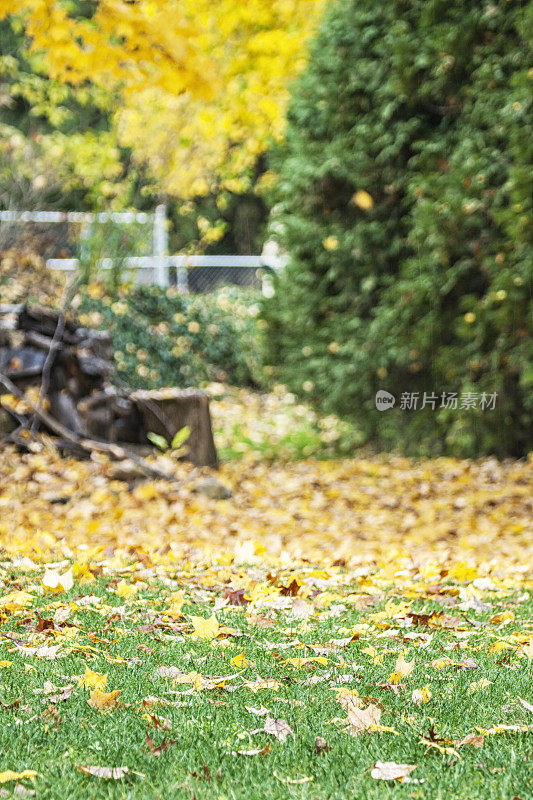 七彩秋叶落在郊区家后院