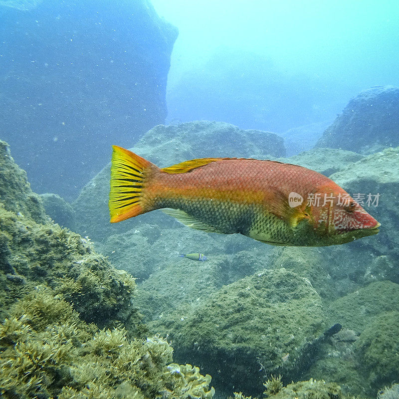一条巴兰濑鱼(白尾濑鱼)游过马德拉海岸附近的珊瑚礁