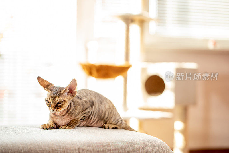 满足德文郡雷克斯小猫休息在沙发在阳光库存照片