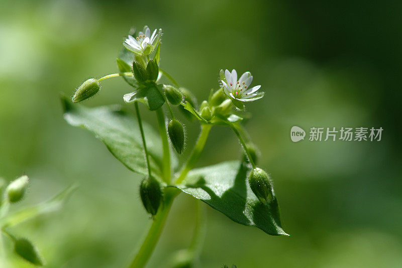 自然背景上的毛蕊花