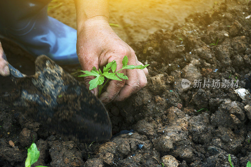 在农田里用磷肥种植番茄树苗