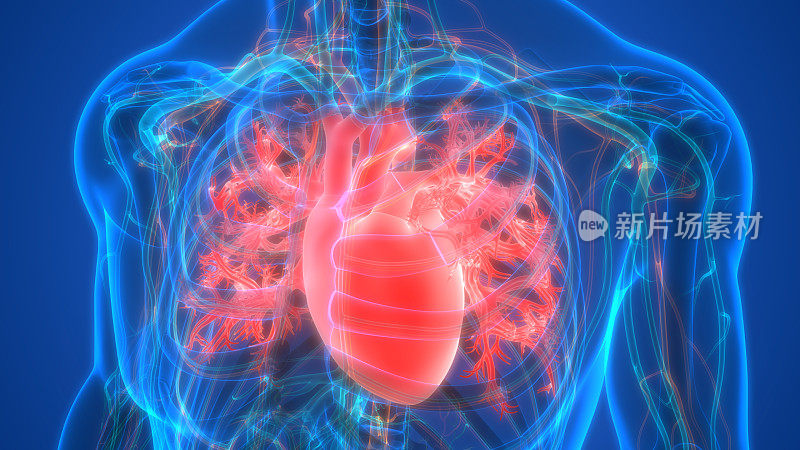 人体内部器官循环系统心脏解剖