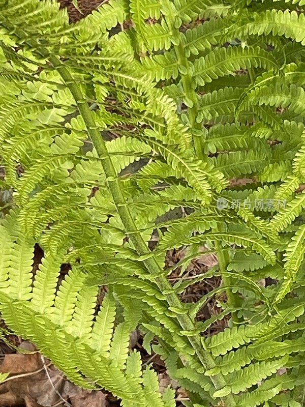 春天的蕨类植物