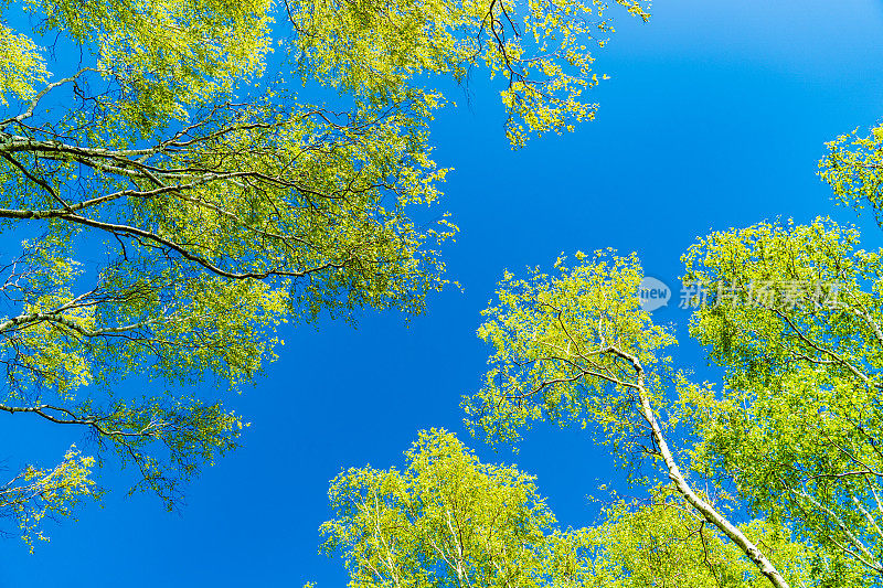 在蓝天的背景上，白桦树枝叶绿油油