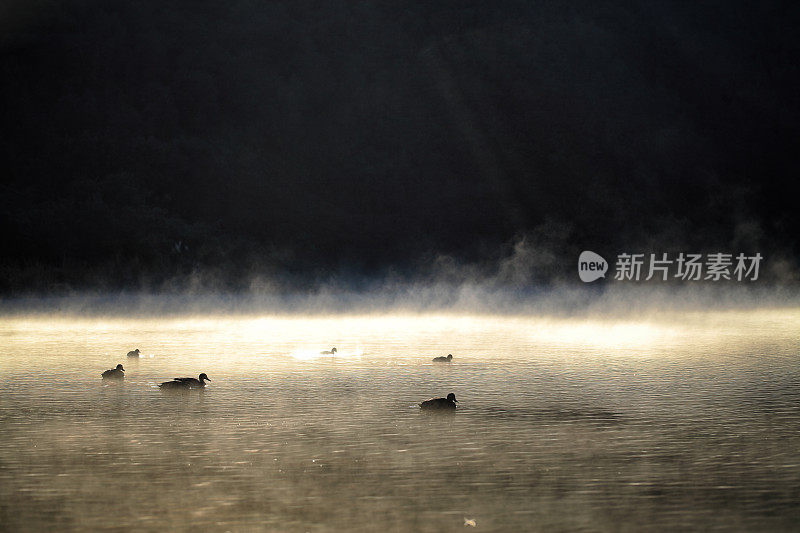 湖雾鸭剪影背面点燃宁静的场景深褐色