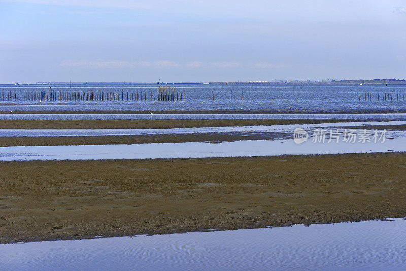 东京湾地区有海鸟退潮