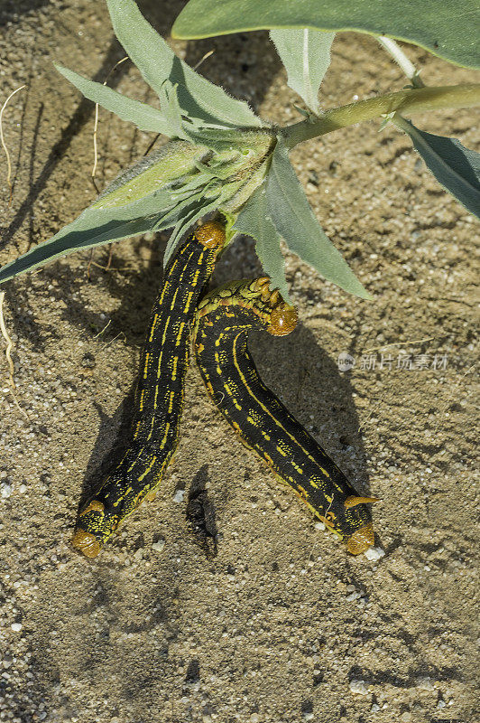 白线斯芬克斯蛾幼虫;原质lineata;约书亚树国家公园，加利福尼亚