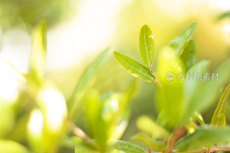 美丽的绿色散景圈的自然背景