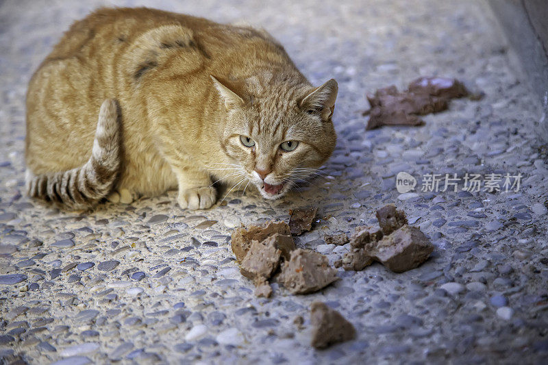 流浪猫在街上吃东西