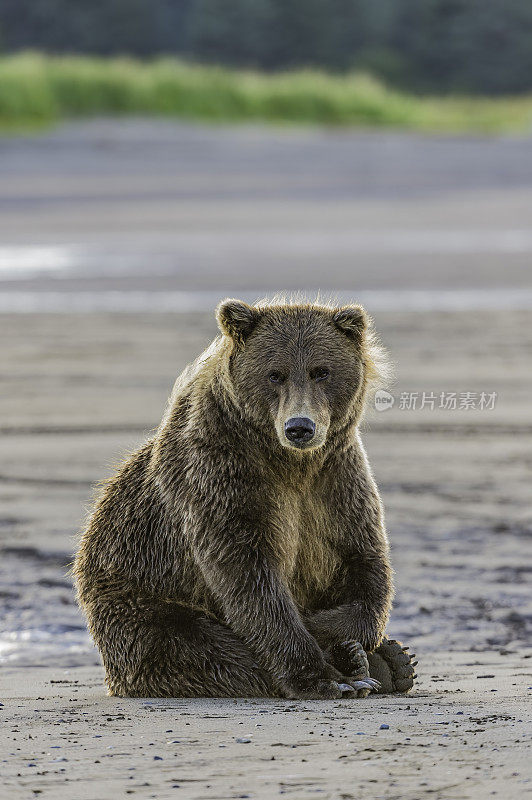 阿拉斯加克拉克湖国家公园银鲑鱼溪的棕熊;熊属arctos