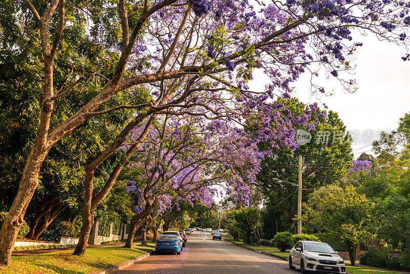带有紫色花朵的蓝花楹树，悉尼，澳大利亚