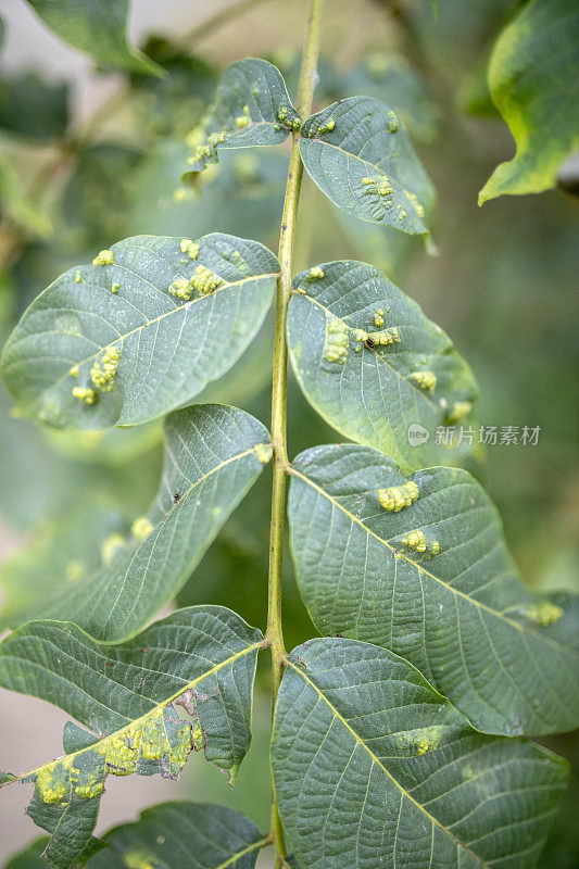 农业病害的绿叶特写