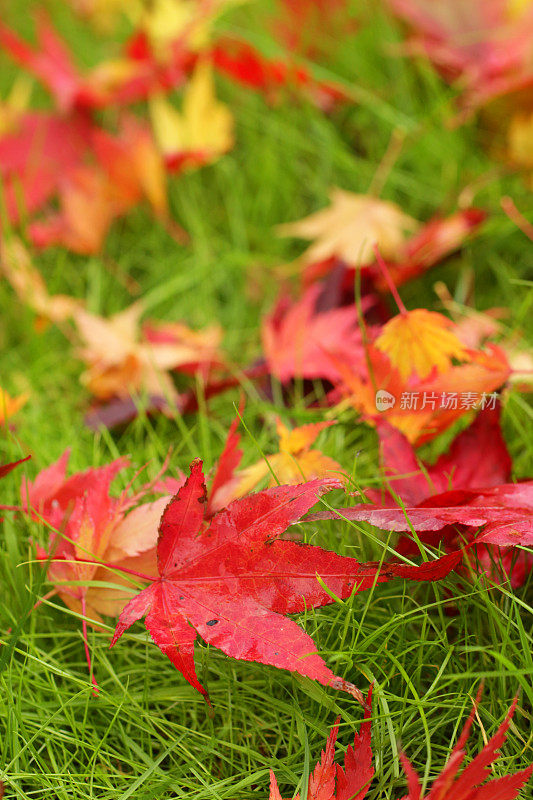 绿色的草坪上覆盖着秋天的日本枫叶的图像
