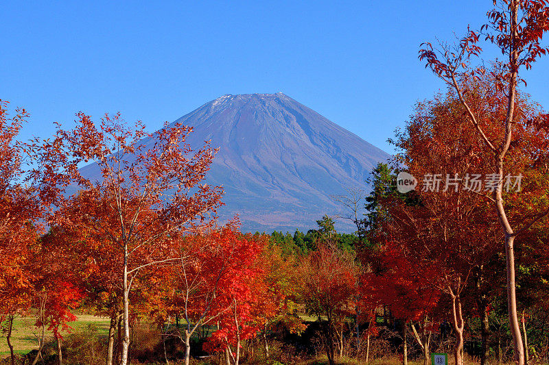 静冈县Fujinomiya的富士山和旭木高原的秋色