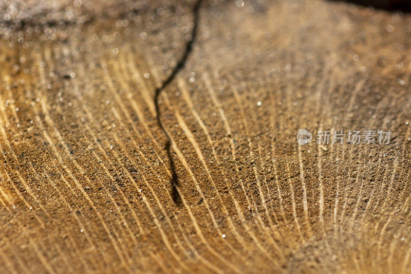 在切割的树桩上辐射弯曲的木纹的角度视图