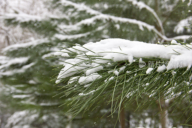 雪覆盖的树